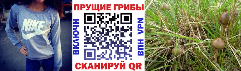 Галлюциногенные грибы мицелий  Купить закладки  Инза 